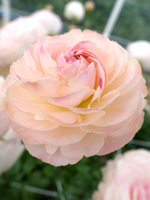 Renoncule Romance™ Ferrand