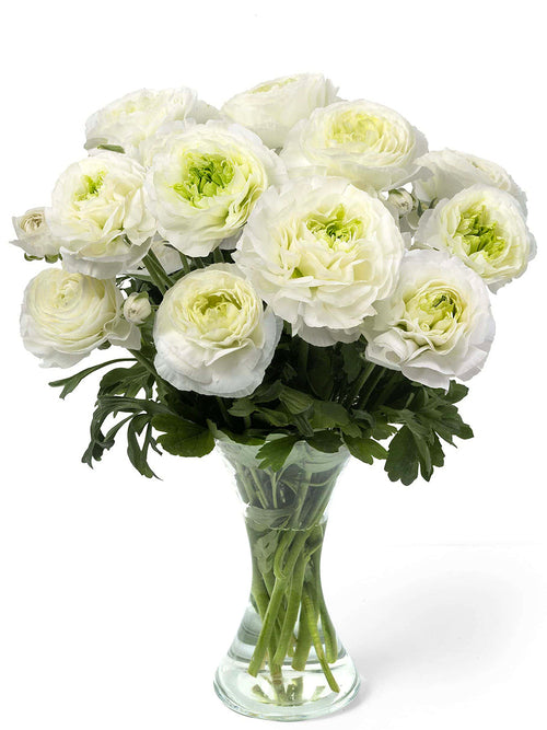 Renoncule Romance™ Montenvers