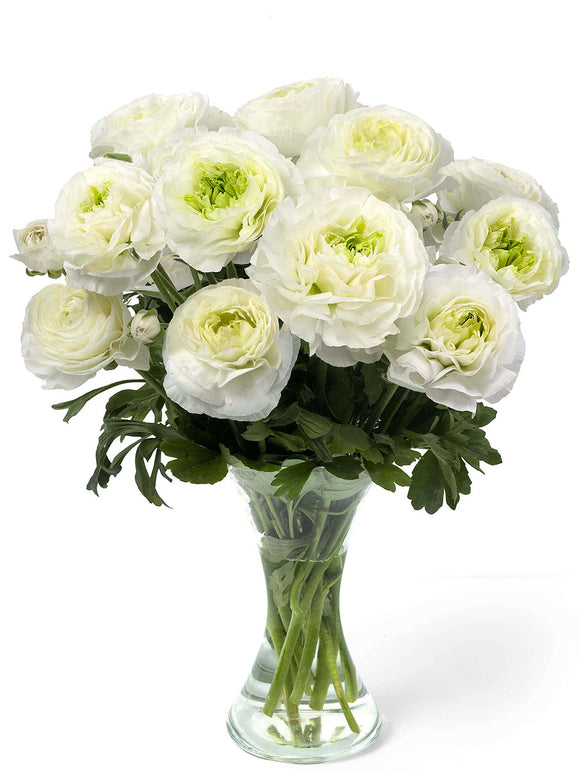 Renoncule Romance™ Montenvers