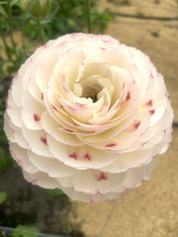 Renoncule Romance™ Orleans