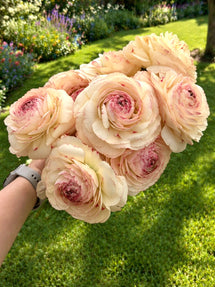 Renoncule Romance™ Orleans