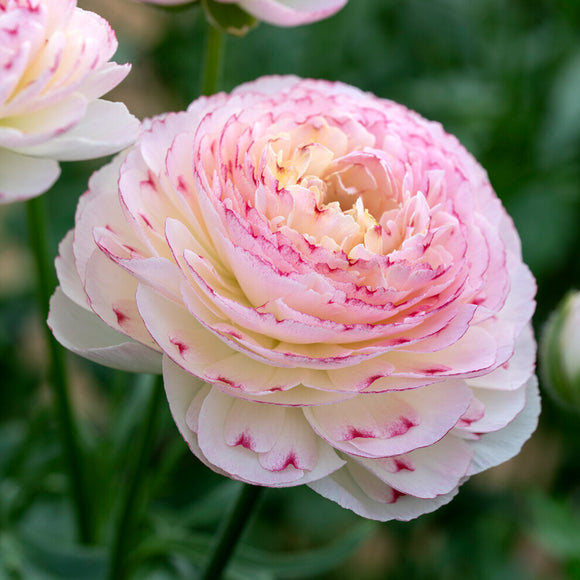 Renoncule Romance™ Orleans