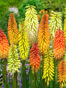 Mélange d'éleveurs de Tison de Satan (Kniphofia)