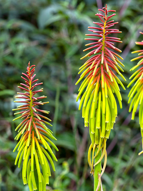 Kniphofia (Tison de Satan, Tritoma) Rufa Rasta