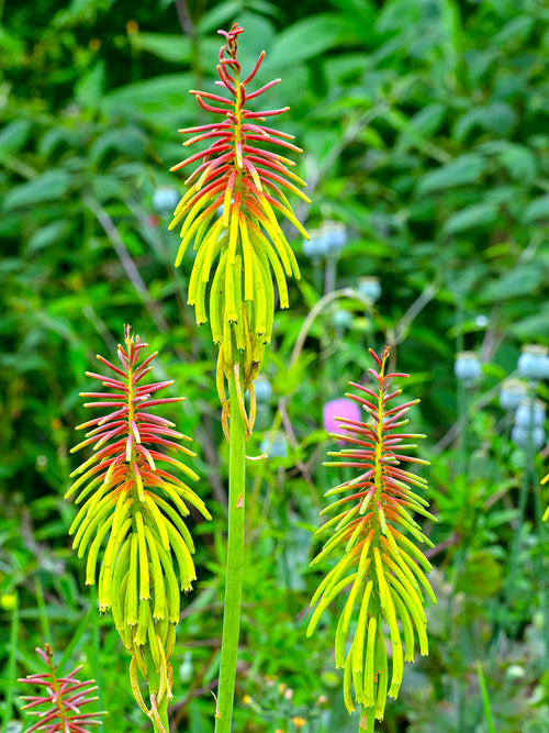 Kniphofia (Tison de Satan, Tritoma) Rufa Rasta