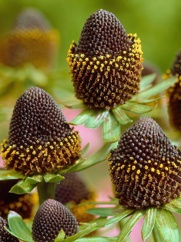 Rudbeckia Black Beauty Rudbeckie de Hollande