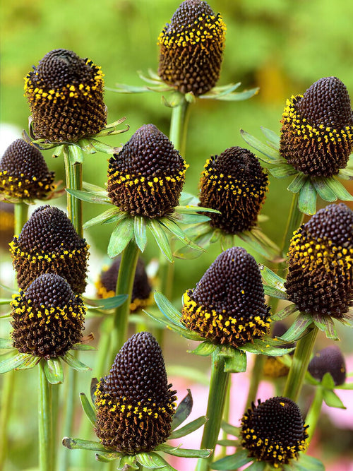 Acheter Rudbeckia Black Beauty (Rudbeckie)