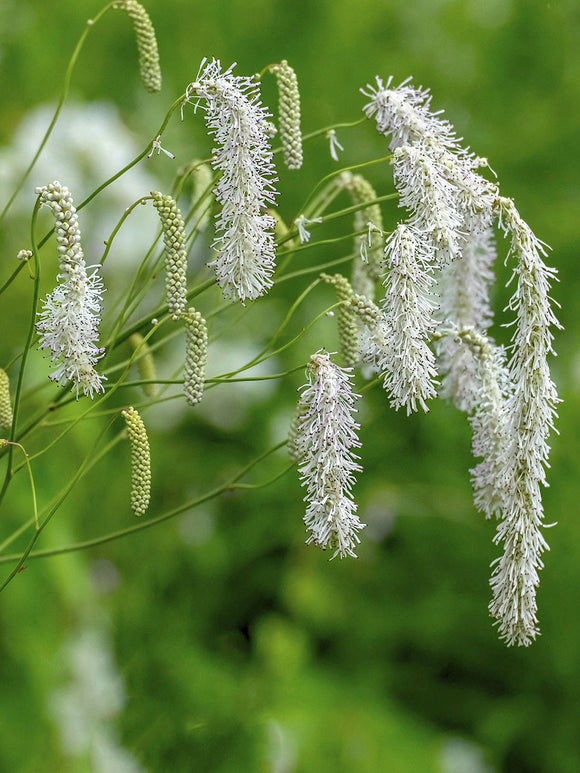Sanguisorba albiflora en fleurs dans un massif de vivaces.