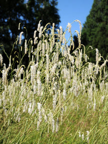 Sanguisorba Albiflora (Pimprenelle)