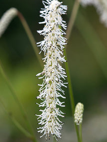 Sanguisorba All Time High (Pimprenelle)