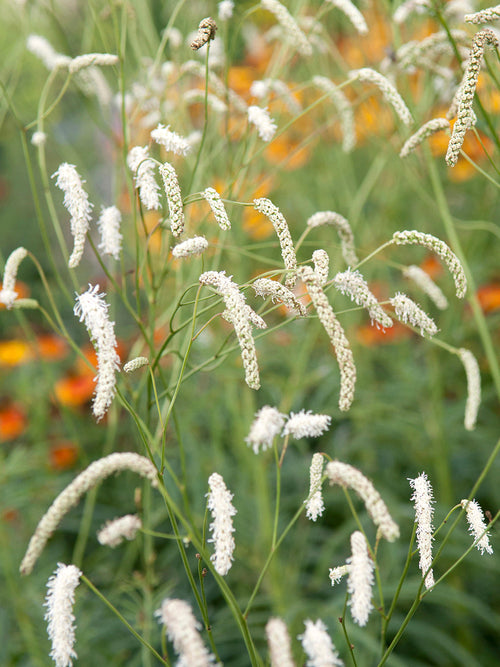 Fleurs de Sanguisorba ‘All Time High’ au-dessus du feuillage