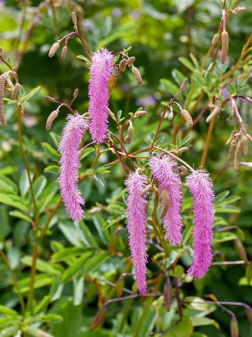 Fleurs lilas délicates de Sanguisorba ‘Lilac Squirrel’ dans le jardin