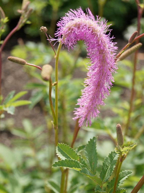 Gros plan des fleurs duveteuses de la pimprenelle 'Lilac Squirrel'.