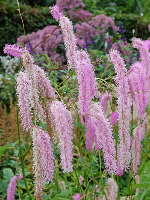 Sanguisorba 'Lilac Squirrel' avec ses longs épis de fleurs rose lilas.