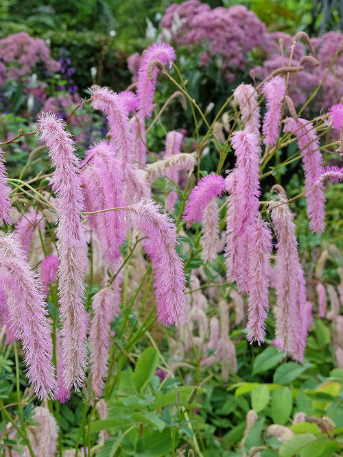 Sanguisorba hakusanensis 'Lilac Squirrel' avec ses fleurs retombantes et son feuillage vert bleuté