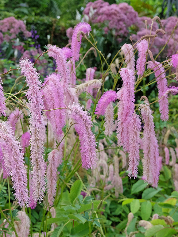 Sanguisorba hakusanensis 'Lilac Squirrel' avec ses fleurs retombantes et son feuillage vert bleuté