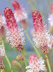 Sanguisorba Pink Tanna (Pimprenelle)