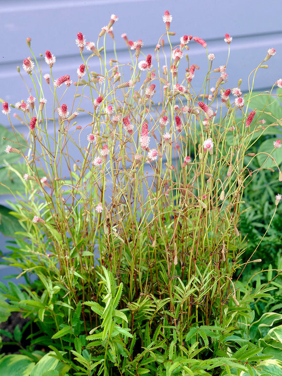 Sanguisorba ‘Pink Tanna’ pour bordures et massifs de vivaces