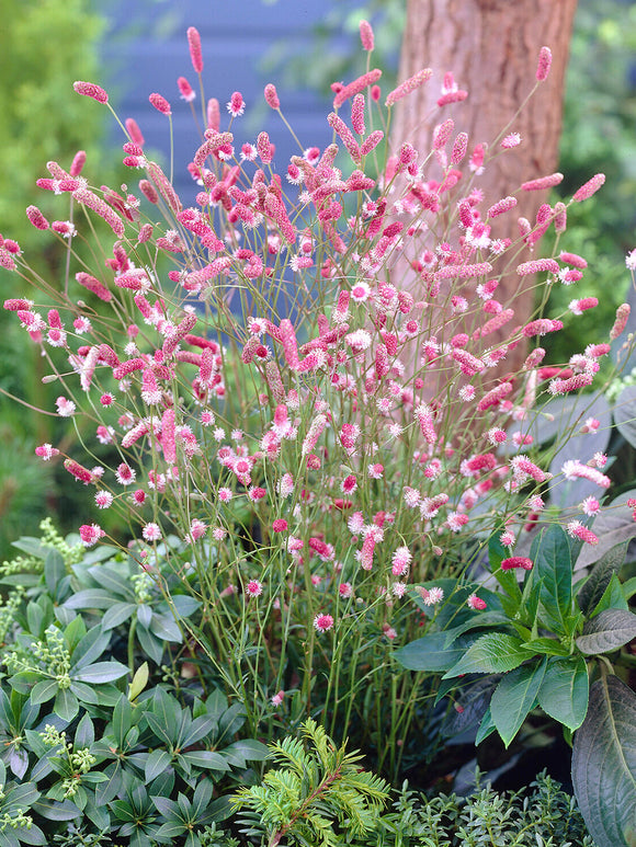 Épis floraux roses de Sanguisorba ‘Pink Tanna’ dans le jardin