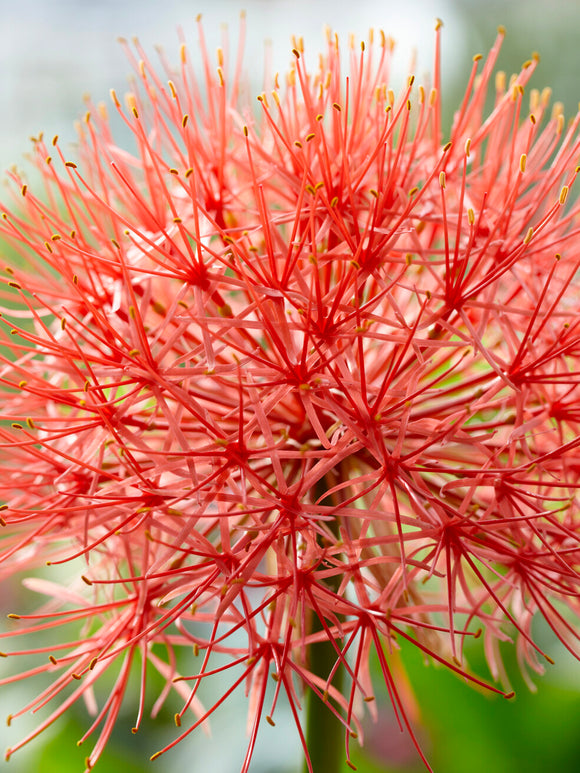 Hémanthe multiflore ou Haemanthus multiflorus.
