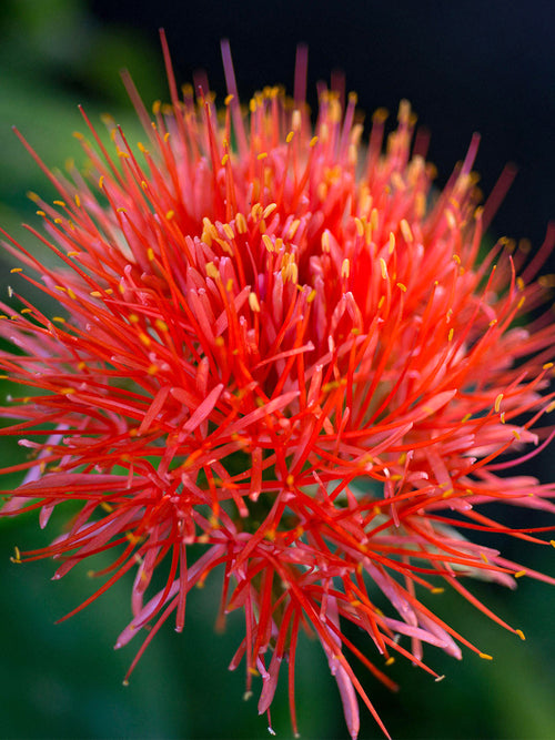 Scadoxus Multiflorus (Lis de Sang Africain)