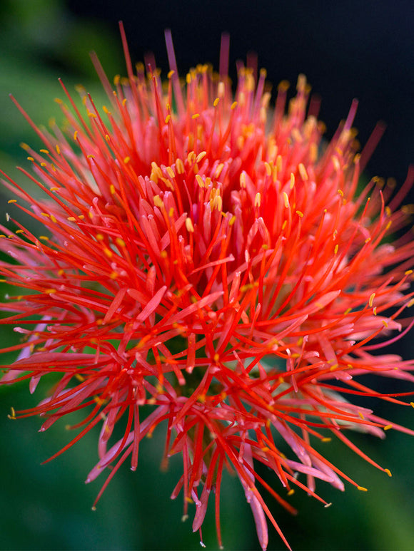 Scadoxus Multiflorus (Lis de Sang Africain)