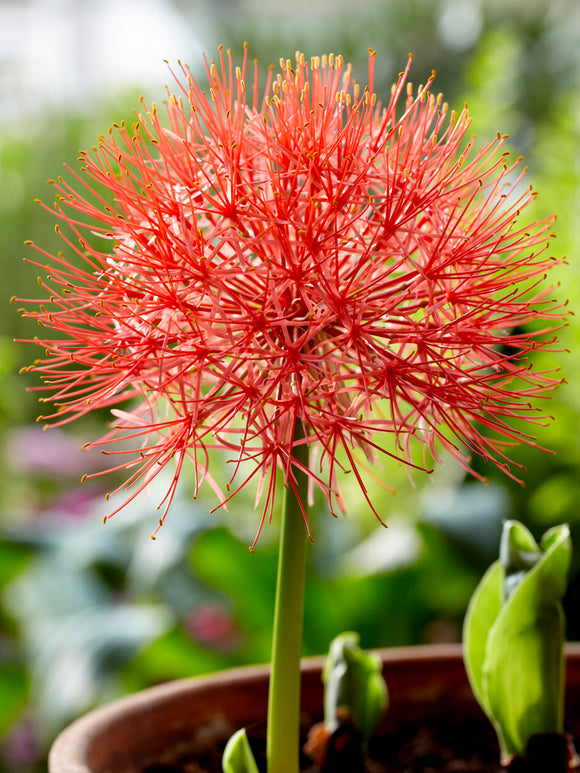 Scadoxus multiflorus avec inflorescence rouge sphérique au-dessus du feuillage vert