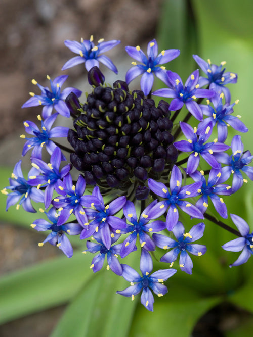 Scilla Peruviana
