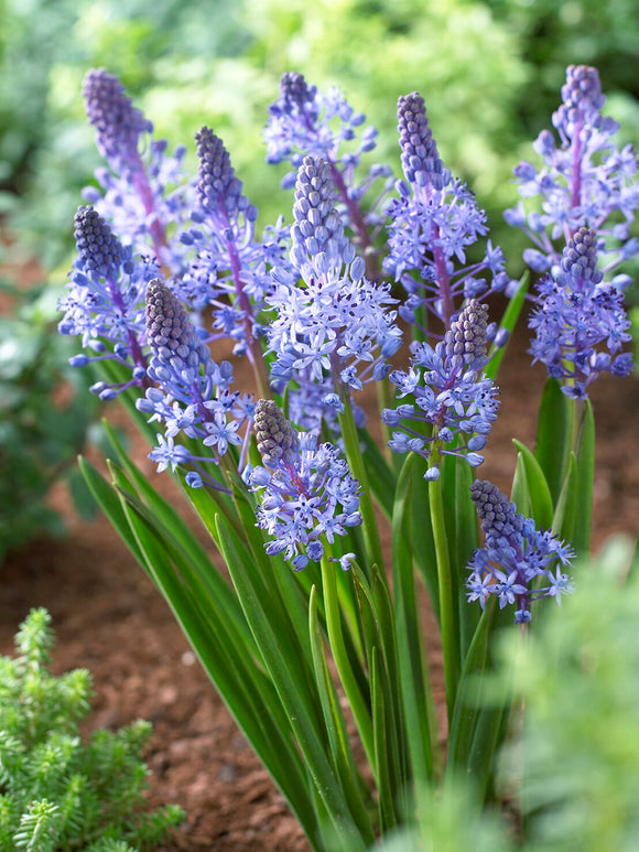 Gros plan des fleurs étoilées de Scilla litardierei
