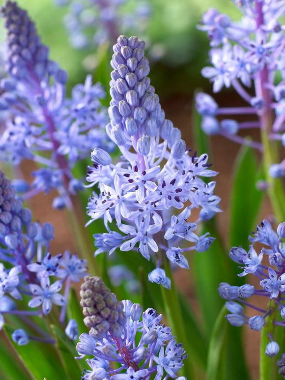 Scilla litardierei naturalisée à l’avant d’une bordure ou dans une pelouse