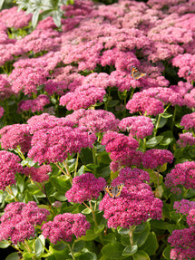 Sedum Autumn Joy Herbstfreude (Orpin)