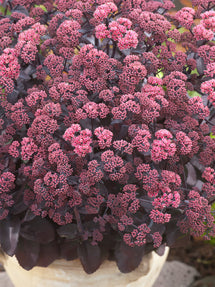 Sedum Xenox (Orpin)