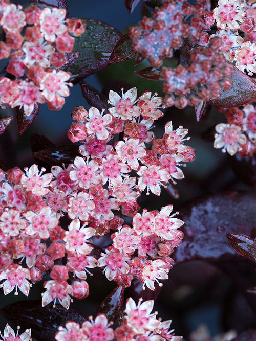 Sedum Xenox (Orpin)