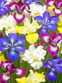 Iris de Sibérie Breeders Mix