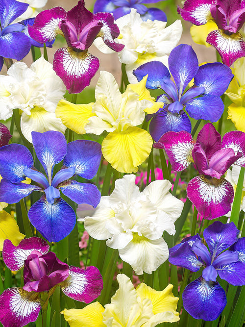 Commandez vos racines nues d'Iris de Sibérie Breeders Mix pour les recevoir au printemps ! 
