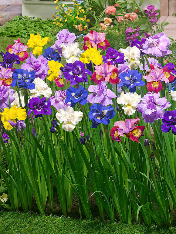 Iris de Sibérie Breeders Mix - Plantes à racines nues