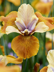 Iris de Sibérie Colonel Mustard