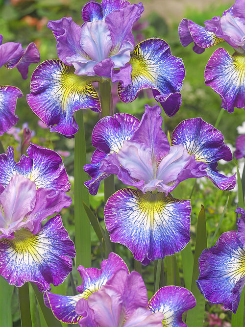Commandez vos racines nues d'Iris de Sibérie How Audacious pour les recevoir au printemps ! 