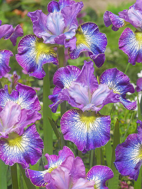 Commandez vos racines nues d'Iris de Sibérie How Audacious pour les recevoir au printemps ! 