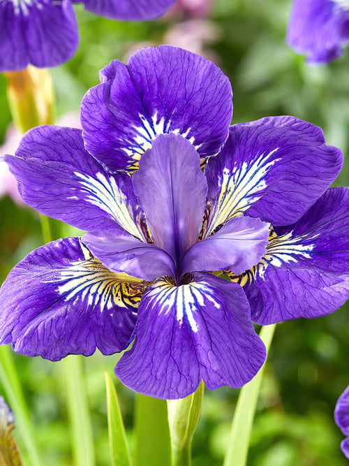 Commandez vos racines nues d'Iris pour les recevoir au printemps ! 