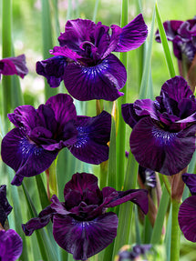 Iris de Sibérie Purplelicious
