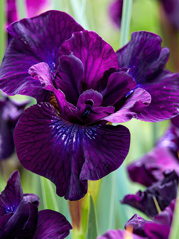 Iris de Sibérie Purplelicious - Plantes à racines nues