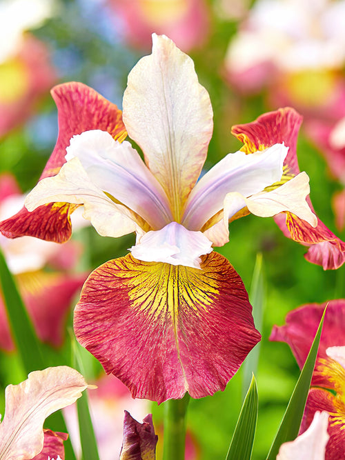Commandez vos racines nues d'Iris de Sibérie Sugar Rush pour les recevoir au printemps ! 