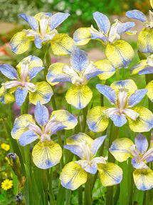 Iris de Sibérie Tipped in Blue