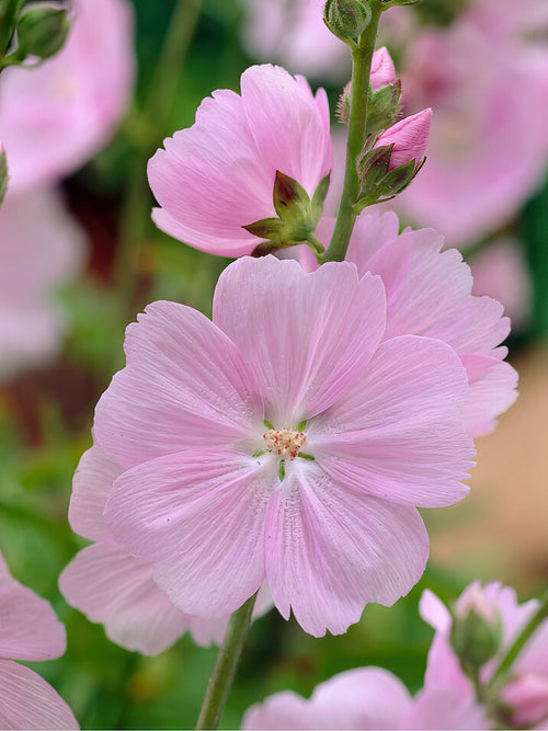 Sidalcea Little Princess - Plantes à racines nues