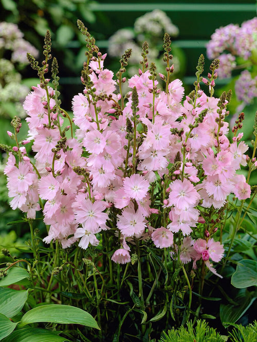 Acheter Sidalcea Little Princess