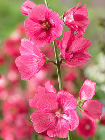 Sidalcée (Sidalcea) Rose Bouquet