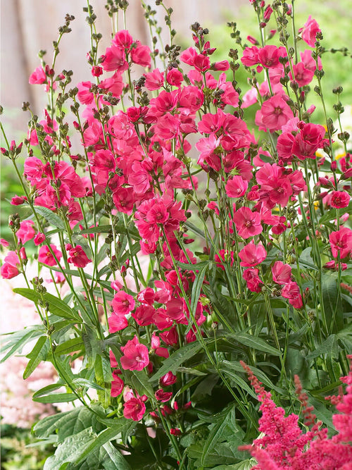 Sidalcée (Sidalcea) 'Rose Bouquet' - Plantes à racines nues