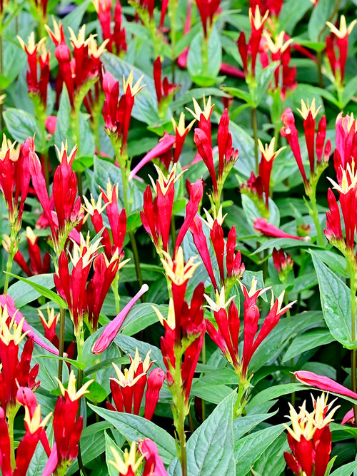 Acheter des racines nues de Spigelia 'Little Redhead' pour une plantation au printemps