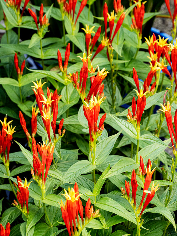 Spigelia marilandica 'Little Redhead' vivace pour le soleil ou la mi-ombre